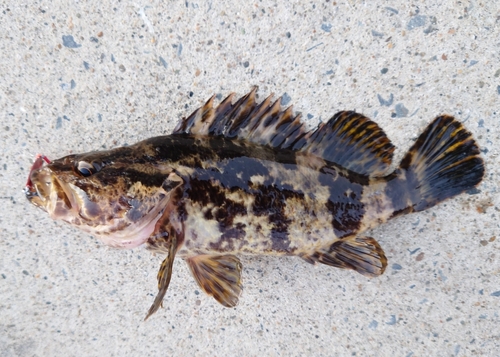 ベッコウゾイの釣果