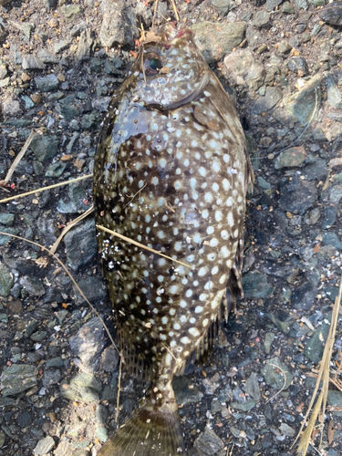 アイゴの釣果