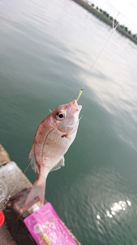 タイの釣果