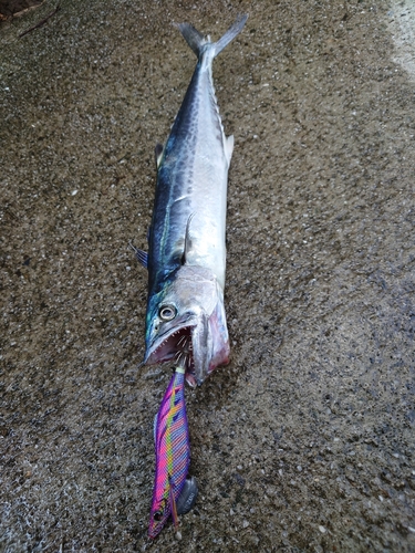 サゴシの釣果