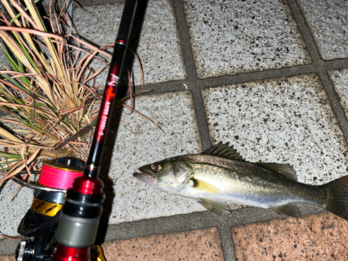 セイゴ（マルスズキ）の釣果