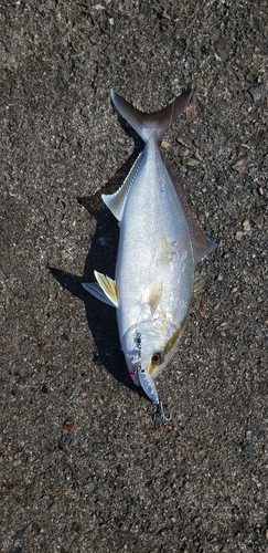 ショゴの釣果