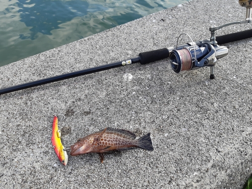 オオモンハタの釣果