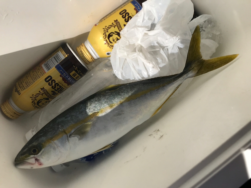 ヤズの釣果