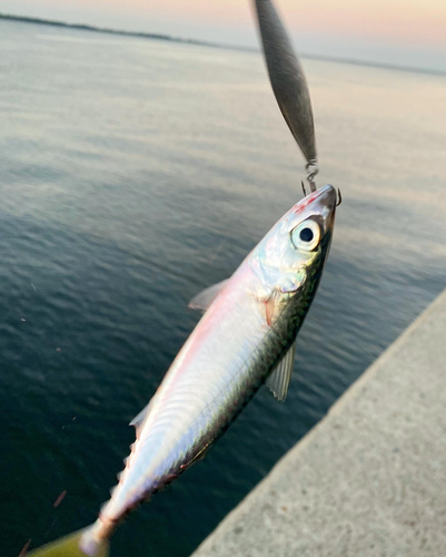 サバの釣果