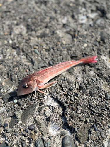 カナガシラの釣果