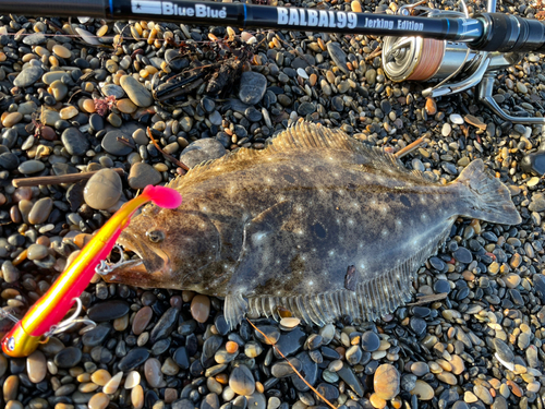 ヒラメの釣果