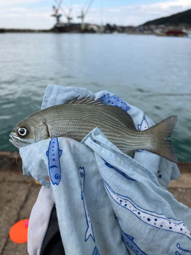 イスズミの釣果