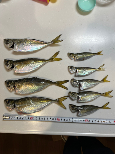 マアジの釣果