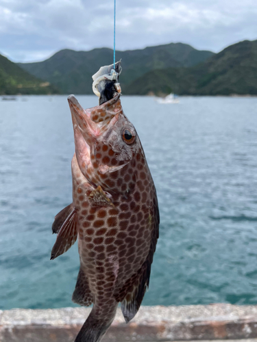 オオモンハタの釣果