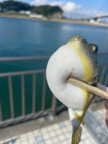 コモンフグの釣果