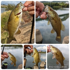スモールマウスバスの釣果