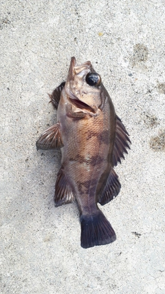 メバルの釣果