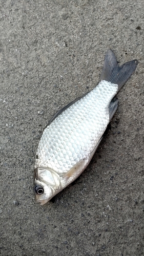 フナの釣果