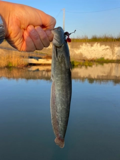 ナマズの釣果