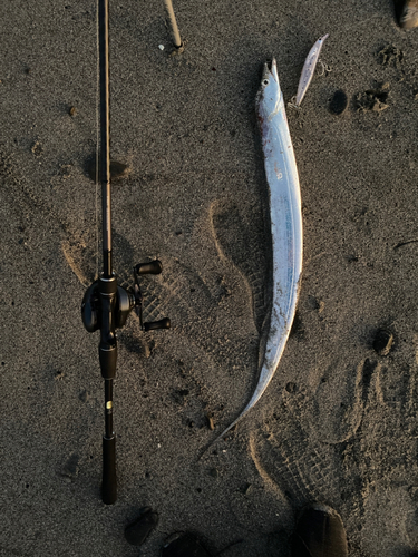 タチウオの釣果