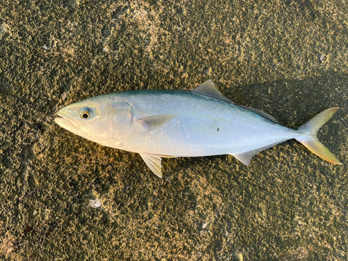 イナダの釣果