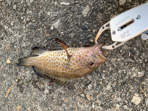 オオモンハタの釣果