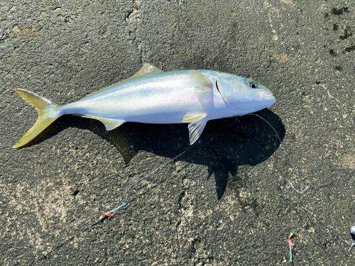 イナダの釣果