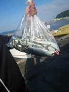 サバの釣果
