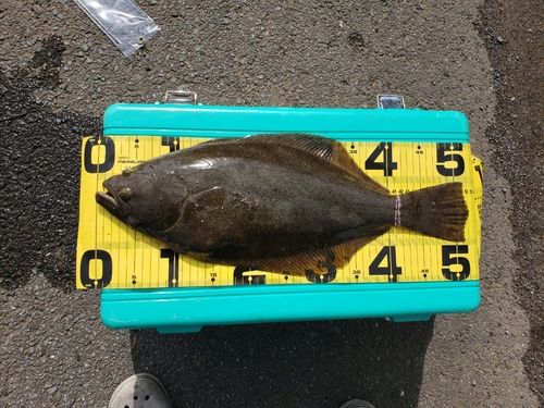 ヒラメの釣果