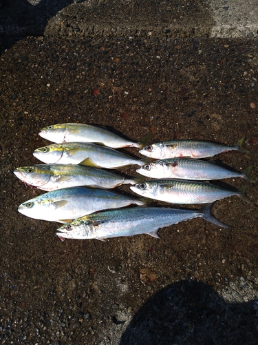 サゴシの釣果