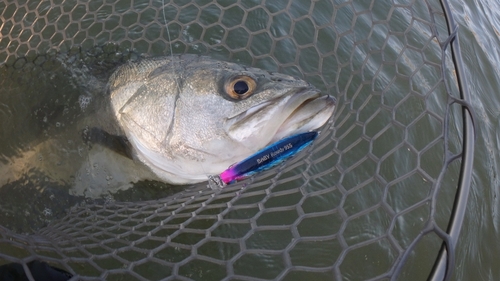 スズキの釣果