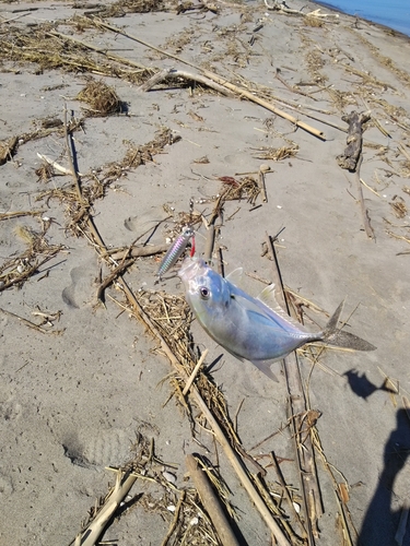 メッキの釣果