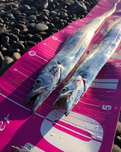 タチウオの釣果