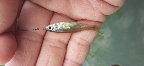 クチボソの釣果