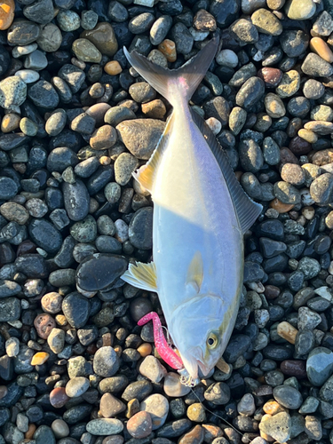 ショゴの釣果