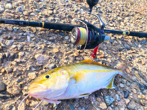 ショゴの釣果