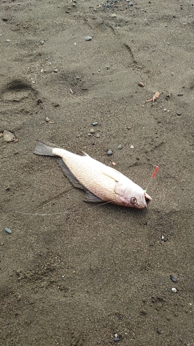 イシモチの釣果