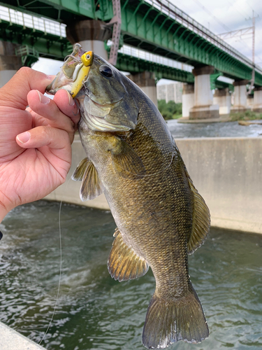 スモールマウスバスの釣果