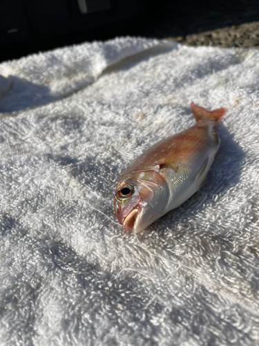 チャリコの釣果