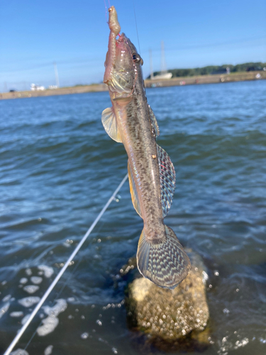 ハゼの釣果