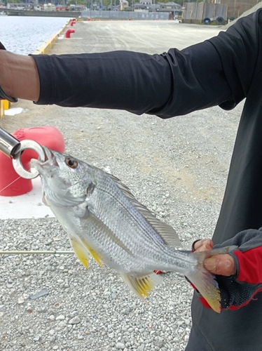 キビレの釣果