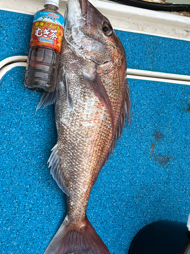 タイの釣果