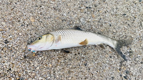 ニゴイの釣果