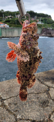 オニカサゴの釣果