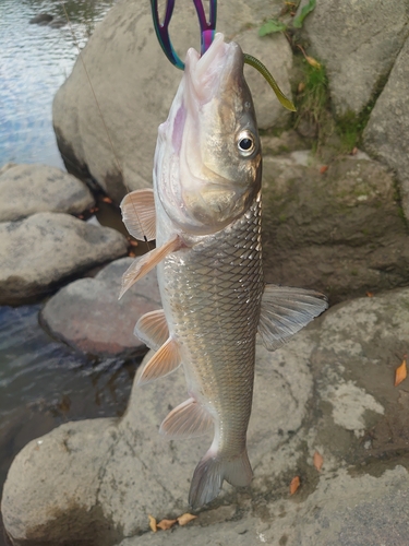 ニゴイの釣果