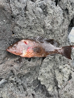 オオモンハタの釣果