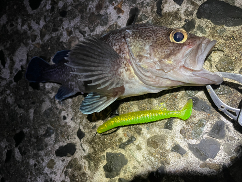 クロソイの釣果