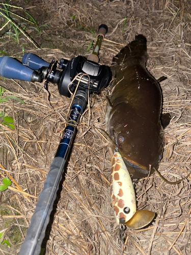 ナマズの釣果