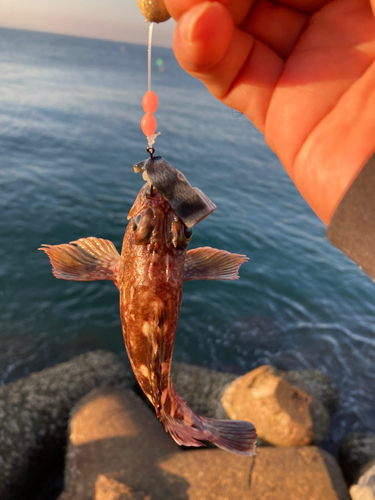 ガシラの釣果