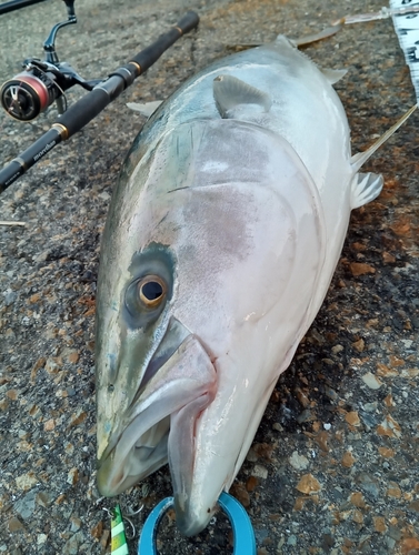 メジロの釣果