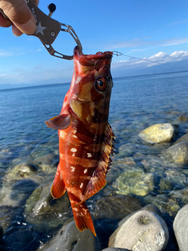 アカハタの釣果