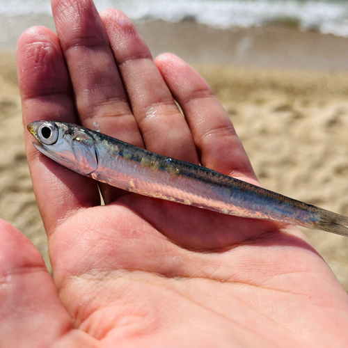 カタクチイワシの釣果