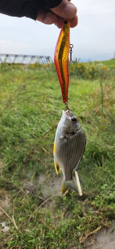 キビレの釣果