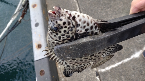 イシガキダイの釣果